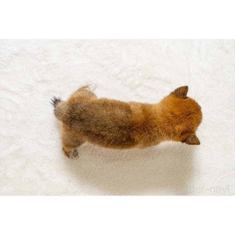 販売中の大分県の豆柴-406880の5枚目